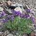 Linaiola Alpina (Linaria Alpina).