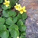 Viola Gialla (Viola Biflora).