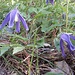 Clematide Alpina (Clematis Alpina)