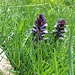 L'iva piramidale  o bugola piramidale (nome scientifico Ajuga pyramidalis)
