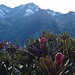 Rododendri (Rhododendron)