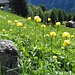 Comunemente detto Botton d'oro appartiene alla famiglia delle ranuncolacee. (Trollius Europaeus).