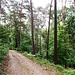 Lichter Wald beim Abstieg nach Ziegelhausen 
