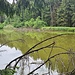 Kleiner Teich mit großem Froschkonzert