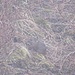 Nagetier etwa von der Grösse eines Meerschweinchens. Gesichtet am 19.4.2022 nahe Pt. 3930m zwischen Cholem Kharka und dem Pass Hurhure