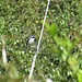 Dem Trauerschnäpper ähnlicher Brutvogel. Gesichtet bei Nunthala auf 2200m am 16.4.2022.  