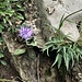 Phyteuma scheuchzeri All.<br />Campanulaceae<br /><br />Raponzolo di Scheuchzer<br />Raiponce de Scheuchzer<br />Scheuchzers Rapunzel