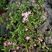 Saponaria ocymoides L.<br />Caryophyllaceae<br /><br />Saponaria rossa<br />Saponaire rose<br />Rotes Seifenkraut