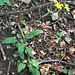 Hieracium murorum aggr.<br />Asteraceae<br /><br />Sparviere dei boschi<br />Epervière des bois<br />Wald-Habichtskraut