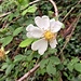 Rosa arvensis Huds.<br />Rosaceae<br /><br />Rosa cavallina<br />Rose des champs<br />Feld-Rose, Weisse Wildrose