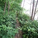 Questo è un esempio di sentiero invaso dalla vegetazione (principalmente rovi), che ho dovuto spesso attraversare. In alcuni tratti sono dovuto scendere e spingere la bici a mano, se non volevo farmi “grattugiare” la pelle delle braccia e delle gambe….