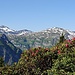 Weiter ging es zu Fuss zum Längeneggpass, wo ich die ersten Alpenrosen des Jahres sah.
