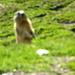 marmotta.....foto mossa....avevamo fretta
