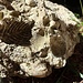 Muschelabdrücke im Kalkgestein zeugen von der Entstehung des Bergmassivs.