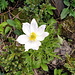 Alpen-Anemone / Alpen-Küchenschelle<br />Nicht so dekorativ wie die "richtige" Küchenschelle, aber ebenfalls hübsch