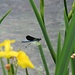 Calopteryx splendens Harris<br />Calopterygidae<br /><br />Calopteryx splendida<br />Caloptéryx éclatant, Caloptéryx splendide<br />Gebänderte Prachtlibelle