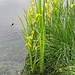 Iris pseudacorus L.<br />Iridaceae<br /><br />Giaggiolo acquatico <br /> Iris jaune <br /> Gelbe Schwertlilie