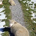 Die Schafe liegen lieber auf dem Weg, als im Schnee