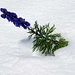 Blauer Eisenhut im weissen Schnee