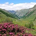 Im Val Madris blühen jetzt die Alpenrosen!