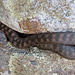 Bei diesem Bild sieht man gut den Halsansatz welcher bei der Aspisviper typisch ist. Die Schlange war mit ihren Rund 60 cm ausgewachsen. 