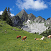Typische Szenerie in den Freiburger Alpen: Steile Kalkschründe, schmale Grate, Braunfleckvieh, das die Milch für den exzellenten Greyerzer Käse liefert 