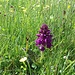 Orchide maschia (Orchis Mascula)