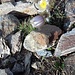 Anemone Alpina
