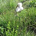 Erioforo pennacchio ( Eriophorum Latifolium Hoppe)
