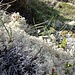 Lichene delle renne (Cladonia Rangiferina)