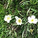Ranuncolo alpestre ( Ranunculus Alpestris)