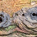 Holzaugen, seid wachsam!