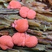 Mikroschwammerl