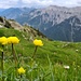 Trollblumen