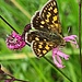 Netter Schmetterling