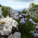 Gipfelblumen