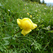 Trollblumen