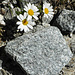 Alpen-Wucherblumen auf der Moräne unterhalb P. 2789