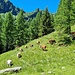 <b>Una lunga traversa nel bosco di larici mi conduce al Corte di Fondo dell’Alpe Alzasca (1545 m). Quest’alpe è caricata con vacche nutrici e vitelli. Un cartello mette in guardia gli escursionisti: le vacche nutrici, per difendere i vitelli potrebbero attaccare le persone che si avvicinano troppo. Passo tranquillamente fra le bovine, senza movimenti bruschi. Non creo scompiglio: attraverso quindi il pascolo indenne, sul sentiero ufficiale. </b>
