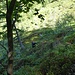 verso il solco del Rii di Luinall