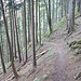 im Wald-Abstieg von Gaflei nach Vaduz