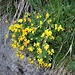 Lotus corniculatus aggr.<br />Fabaceae<br /><br />Ginestrino comune <br /> Lotier commun <br />Gemeiner Hornklee, Schotenklee