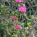 Rhododendron ferrugineum L.<br />Ericaceae<br /><br />Rododendro rosso <br /> Rhododendron ferrugineux <br />Rostblättrige Alpenrose