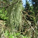 Moltissimi alberi hanno rami pieni di licheni.