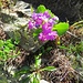 Primula hirsuta All.<br />Primulaceae<br /><br />Primula irsuta <br />Primevère à gorge blanche <br /> Rote Felsen-Primel, Behaarte Schlüsselblume
