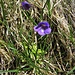 Pinguicula leptoceras Rchb.<br />Lentibulariaceae<br /><br />Erba unta bianco-maculata <br /> Grassette à éperon étroit <br /> Dünnsporniges Fettblatt, Blaues Alpen-Fettkraut