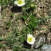 Ranunculus glacialis L.<br />Ranunculaceae<br /><br />Ranuncolo glaciale <br /> Renoncule des glaciers <br /> Gletscher-Hahnenfuss