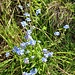 Myosotis alpestris F. W. Schmidt<br />Boraginaceae<br /><br />Nontiscordardimé alpino <br /> Myosotis alpestre <br /> Alpen-Vergissmeinnicht