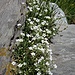 Cerastium arvense L.<br />Caryophillaceae<br /><br />Peverina a foglie strette, Peverina dei campi <br />Céraiste des champs<br /> Acker-Hornkraut