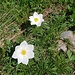 Anemonen unterwegs 